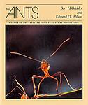 Cover of 'The Ants' by E. O. Wilson, Bert Hölldobler